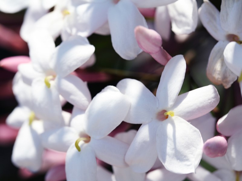 アロマ・アドバイザーコース ジャスミンの花
